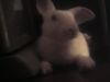 RaBbit-�X��><