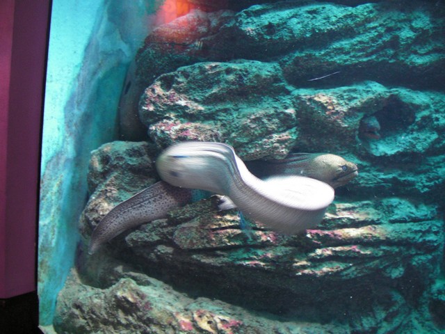 ˵