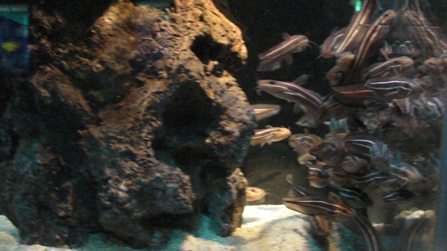 ˵