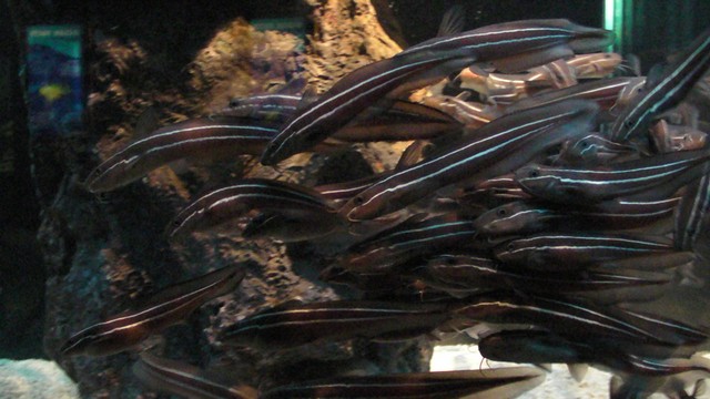 ˵