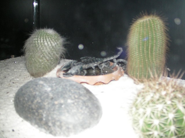˵