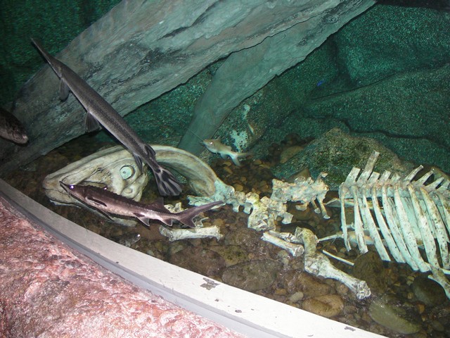 ˵