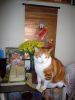 My cat