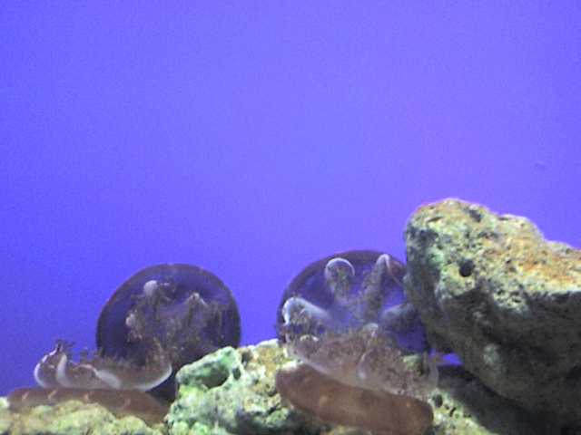 ˵