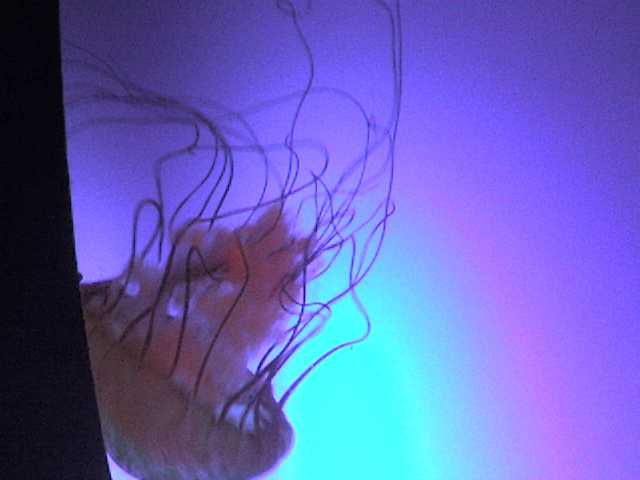 ˵
