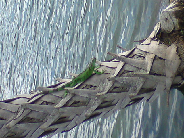 ˵