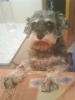 I LoVe u dOG