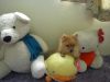 �ڪ���dogdog��