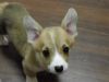 Jacky (1~2 month )