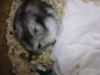 My Hamsters