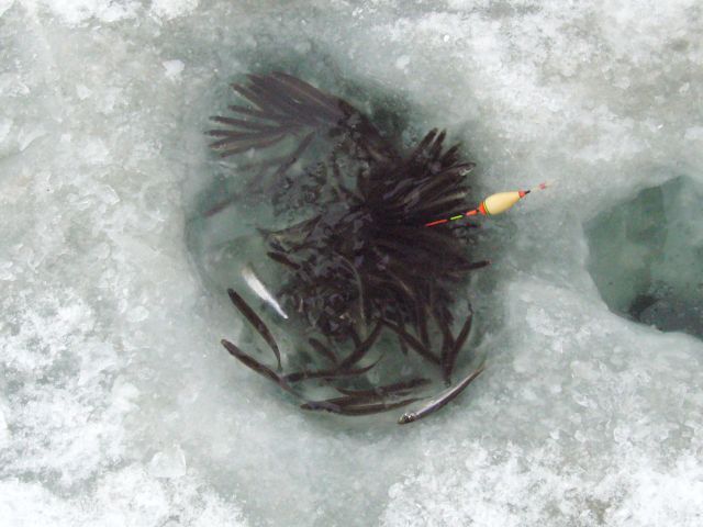 ˵