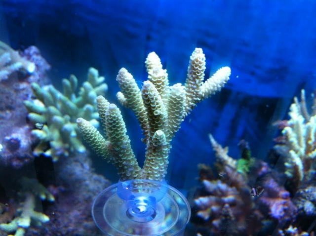 ˵