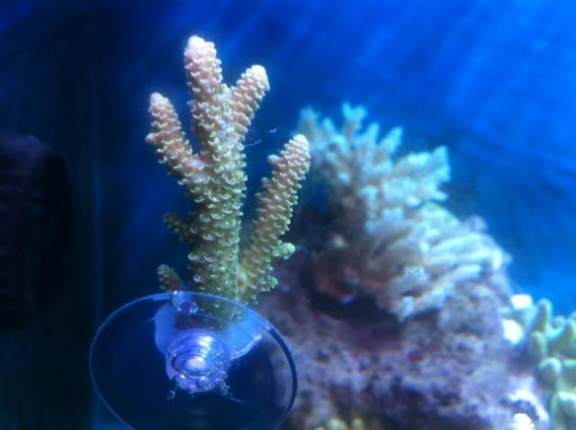 ˵
