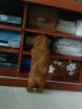 My 1st dog!!�n�o�N!!